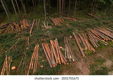 Felled Forest, Aerial View. Destruction Of Forests And Felling Of Trees. Forests Illegal Disappearing. Environmetal And Ecological Issues. Forestry Concept. Aerial Perspective Of Green Pine And Spruce