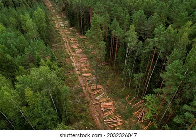 Felled Forest, Aerial View. Destruction Of Forests And Felling Of Trees. Forests Illegal Disappearing. Environmetal And Ecological Issues. Forestry Concept. Aerial Perspective Of Green Pine And Spruce