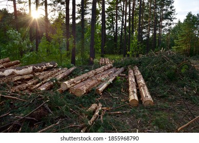 Felled spruces trees in forest. Deforestation and Illegal Logging, international trade in illegal timber. Stump of the felled living tree in the forest. Stacks of cut wood. Trees destruction - Shutterstock ID 1855968790