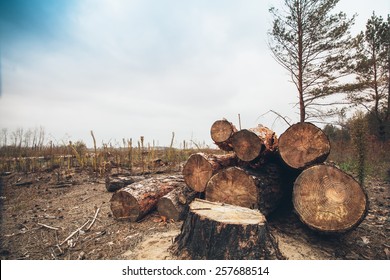 felled timber in the forest