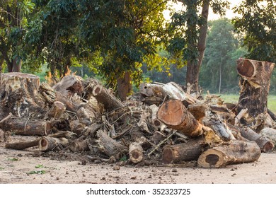 felled timber in the forest