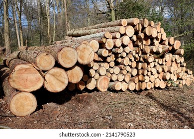 Felled timber log pile stack in woodland