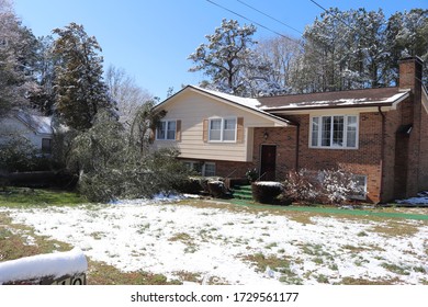 Felled Tree After A Windy Snow Storm