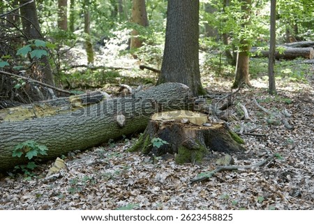 felled tree in a forest beneath a tree trunk