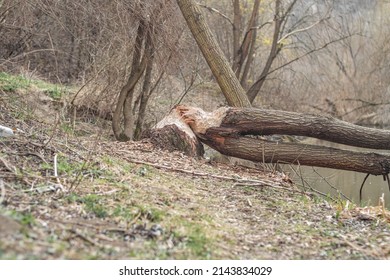 Felled Tree Trunk Bitten By Beavers. Beaver Teeth Marks On Trees.