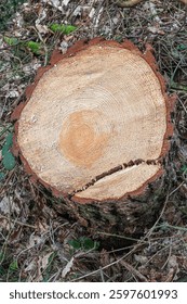 A felled tree trunk in a forest close up
