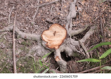 felled tree trunks in the forest