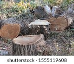 felled tree trunks as illegal logging