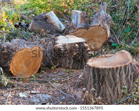 felled tree trunks as illegal logging