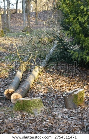Felled tree trunks lying on the ground, as well as stumps remaining after cutting down. Vertical photo