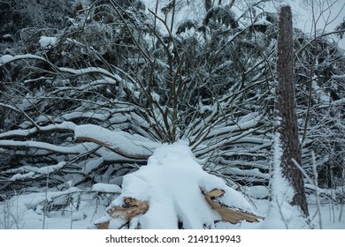 Felled Tree In Winter. Large Spruce Tree Fell. Relict Tree In Forest. Environmental Degradation.