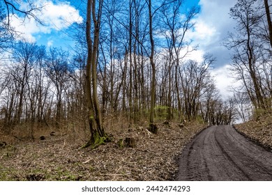 Felled trees along a path in the forest