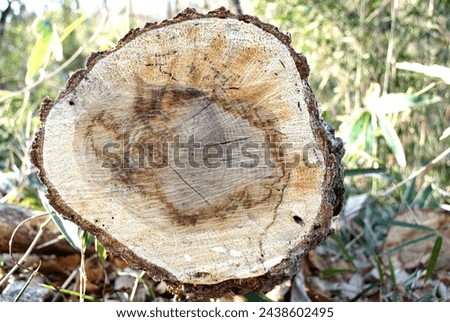 felled trees. A cut surface of a tree zoomed in. stump.