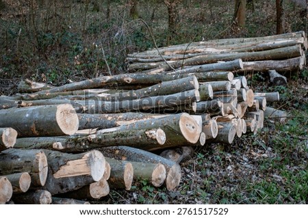 Felled trees at the edge of the forest
