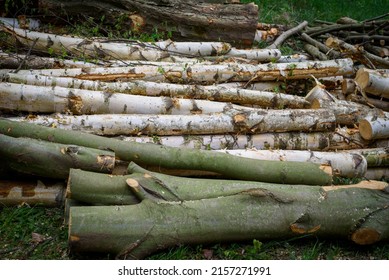 Felled trees in the forest, cut into pieces birch and beech trees. Close up felled timber log pile stack in woodland. Felled trees are piled up at the edge of the forest