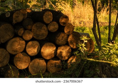 felled trees and logs in the forest