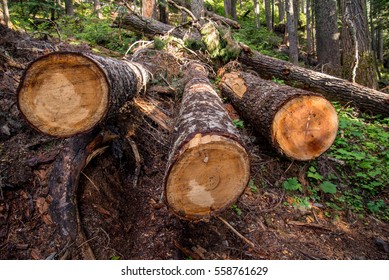 Felled trees in the middle of the forest