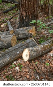 Felled trees in a spring forest