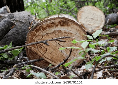 Felled trees in a spring forest