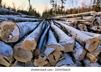 felled trees texture saw cut, large trees felled for transportation