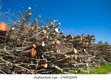 felled trees and tree branches