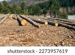 felled trunks of a pine tree in the forest. timber harvesting companies.