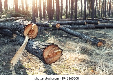 Felling big coniferous pine tree logs at forest landscape. Industrial commercial deforestation. Nature disaster and environment danger concept. Sustainable resources illegal overexploitation crime - Shutterstock ID 1946165308