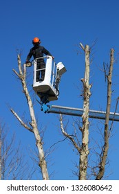 Felling dangerous trees.