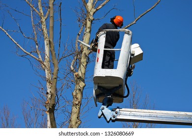 Felling dangerous trees.