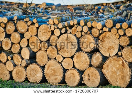Felling from a tree, sawn trees. Theme of mass deforestation