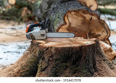 Felling trees, chainsaw on the trunk of a horse chestnut