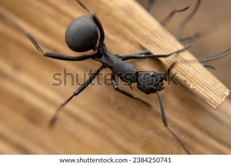 Fellow Big Black Ants were fighting with one ant biting another ant's leg