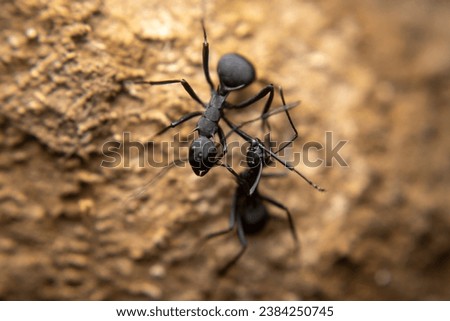 Fellow Big Black Ants were fighting with one ant biting another ant's leg