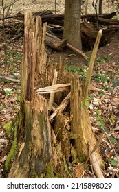 Felt rotten split and splintered tree stump in the forest. Day time, no people.