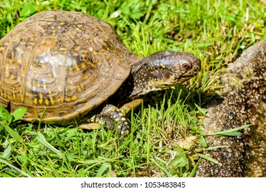 106 Three toed box turtle Images, Stock Photos & Vectors | Shutterstock