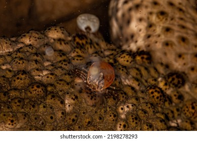 Female Adult Bont Tick Of The Species Amblyomma Rotundatum