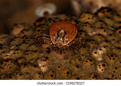 Female Adult Bont Tick Of The Species Amblyomma Rotundatum