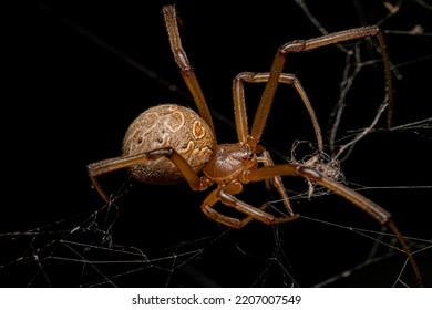 Female Adult Brown Widow Spider of the species Latrodectus geometricus - Powered by Shutterstock