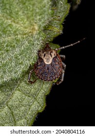 Female Adult Cayenne Tick Of The Species Amblyomma Cajennense