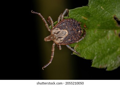 Female Adult Cayenne Tick Of The Species Amblyomma Cajennense