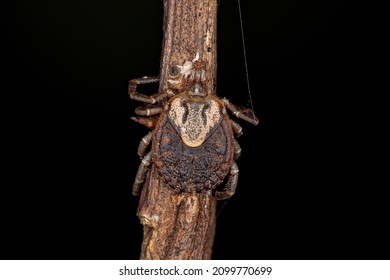 Female Adult Cayenne Tick Of The Species Amblyomma Cajennense