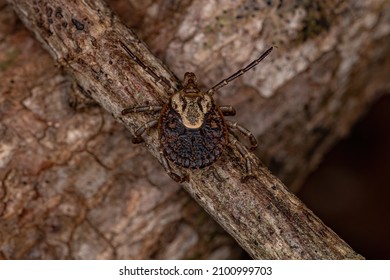 Female Adult Cayenne Tick Of The Species Amblyomma Cajennense