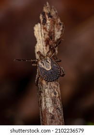 Female Adult Cayenne Tick Of The Species Amblyomma Cajennense