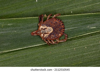 Female Adult Cayenne Tick Of The Species Amblyomma Cajennense