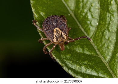 Female Adult Cayenne Tick Of The Species Amblyomma Cajennense