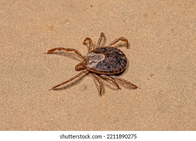 Female Adult Cayenne Tick Of The Species Amblyomma Cajennense