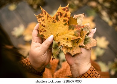 female adult hands holding yellow autumn leaves - Shutterstock ID 2186097003