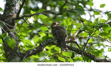 Female Adult Pine Grosbeak Pinicola Enucleator In Branches In Pyhä-Luosto National Park In Finnish Lapland In Summer Time