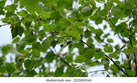 Female Adult Pine Grosbeak Pinicola Enucleator In Branches In Pyhä-Luosto National Park In Finnish Lapland In Summer Time