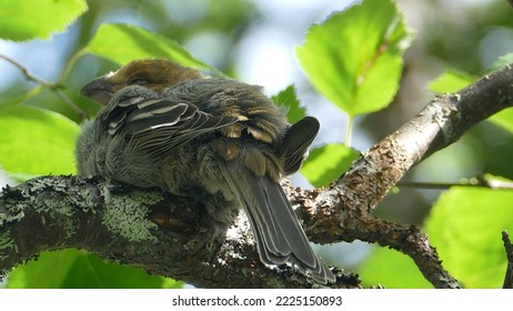 Female Adult Pine Grosbeak Pinicola Enucleator In Branches In Pyhä-Luosto National Park In Finnish Lapland In Summer Time